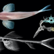Cryptotora thamicola as seen in multiple perspectives.